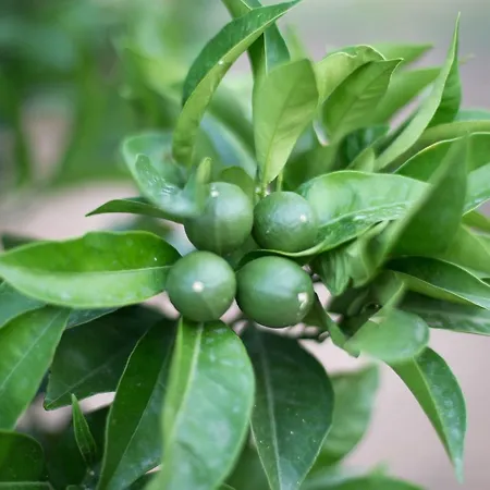 Platanos * Néa Mudaniá